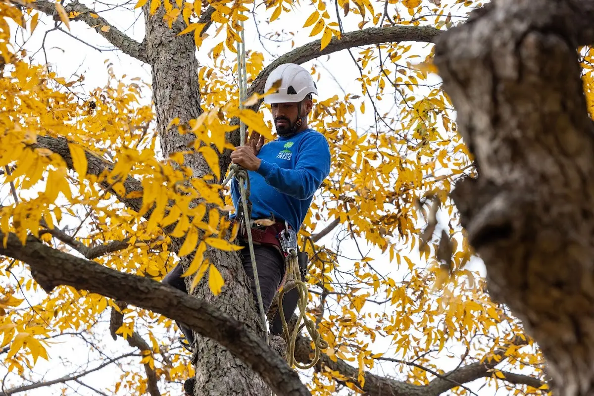 Skilled Tree Trimming crew working in Rock